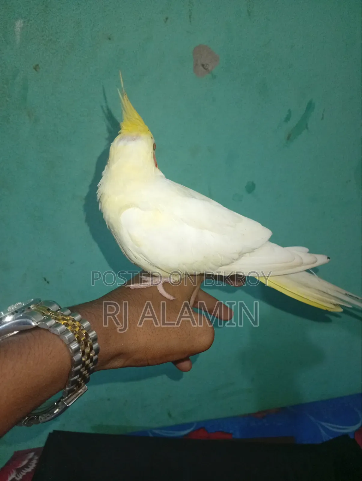 কোকাটেল লোটিনু পাল টেম করা পাখি