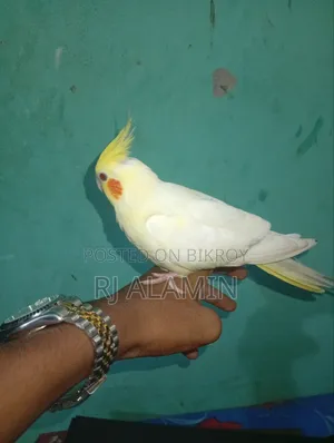 কোকাটেল লোটিনু পাল টেম করা পাখি