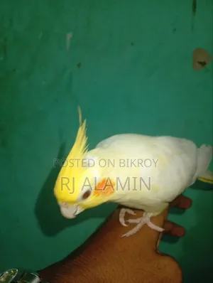 কোকাটেল লোটিনু পাল টেম করা পাখি