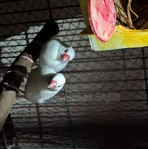 ফিঞ্চ পাখি