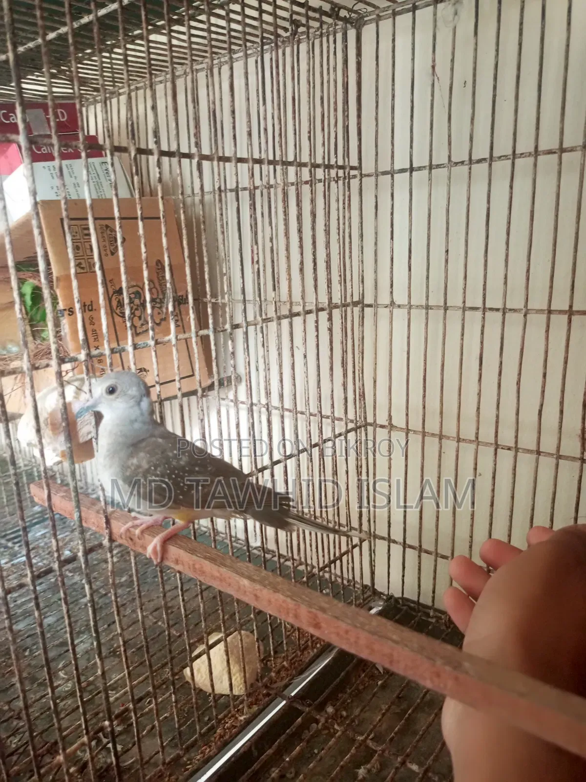 Diamond Dove Pigeon Bird
