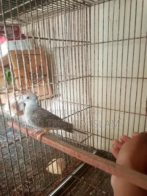 Diamond Dove Pigeon Bird