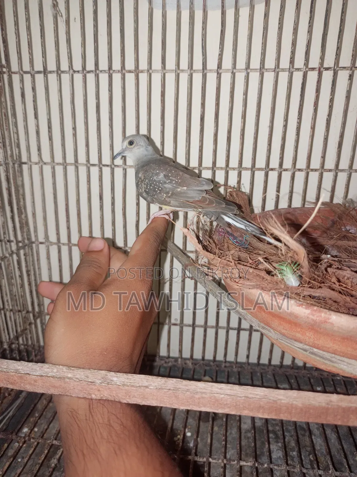 Diamond Dove Pigeon Bird