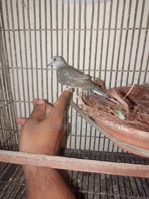 Diamond Dove Pigeon Bird
