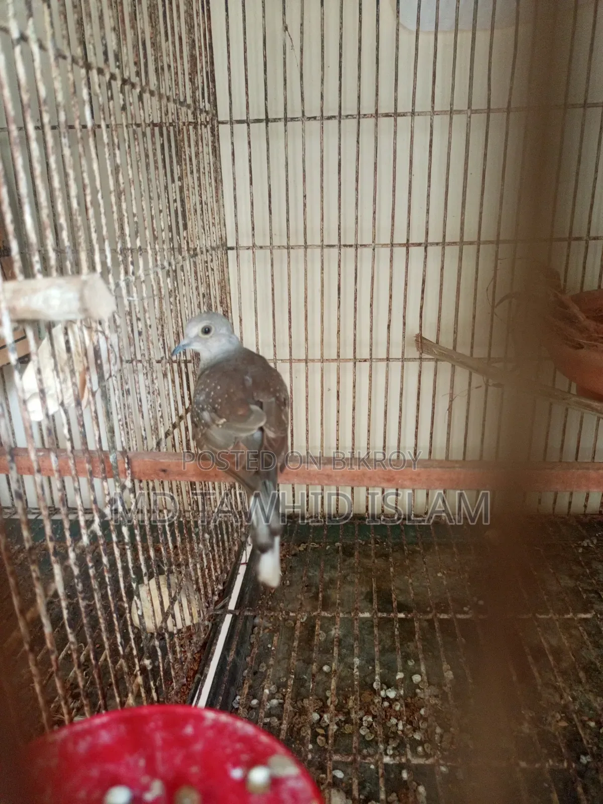 Diamond Dove Pigeon Bird