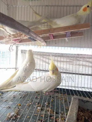 Cockatiel Lutino Albino