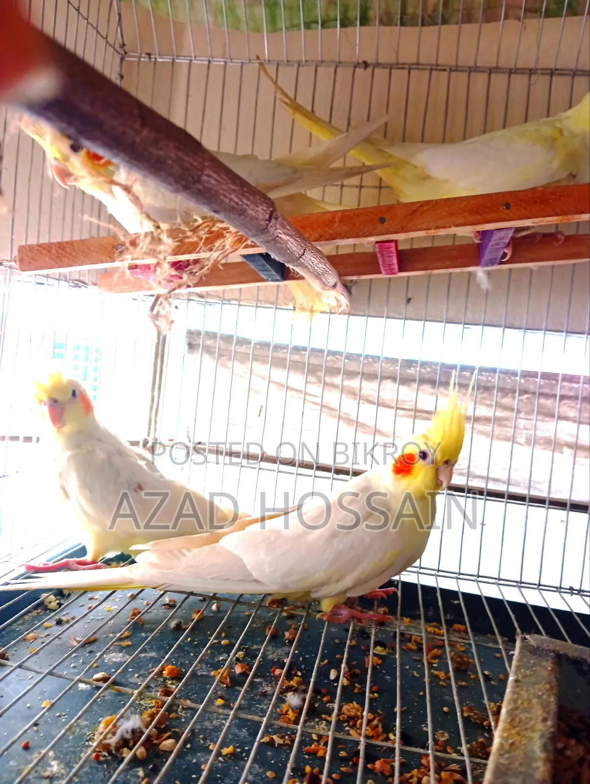 Cockatiel Lutino Albino