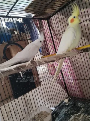 Cockatiel Lutino Albino