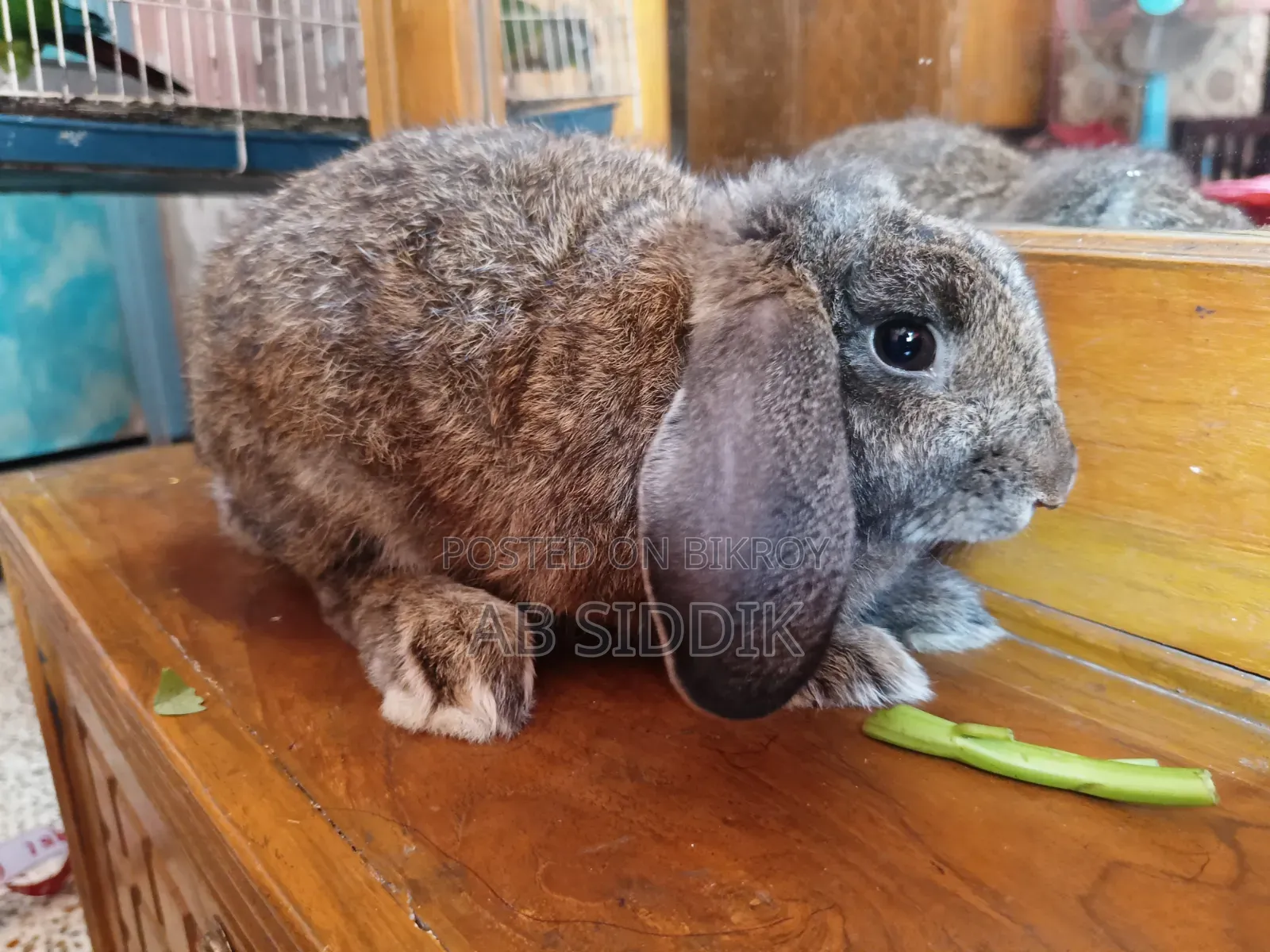 Holland Lop Rabbit Female