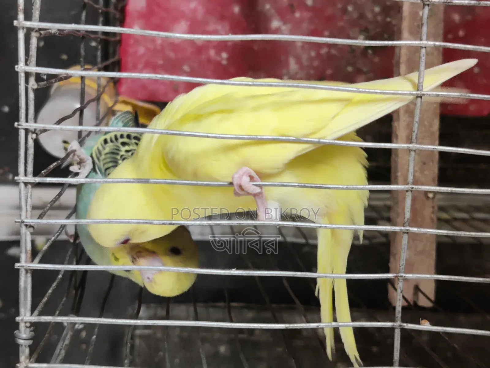 Completely healthy and active bird. If you want to buy, inbox quickly.