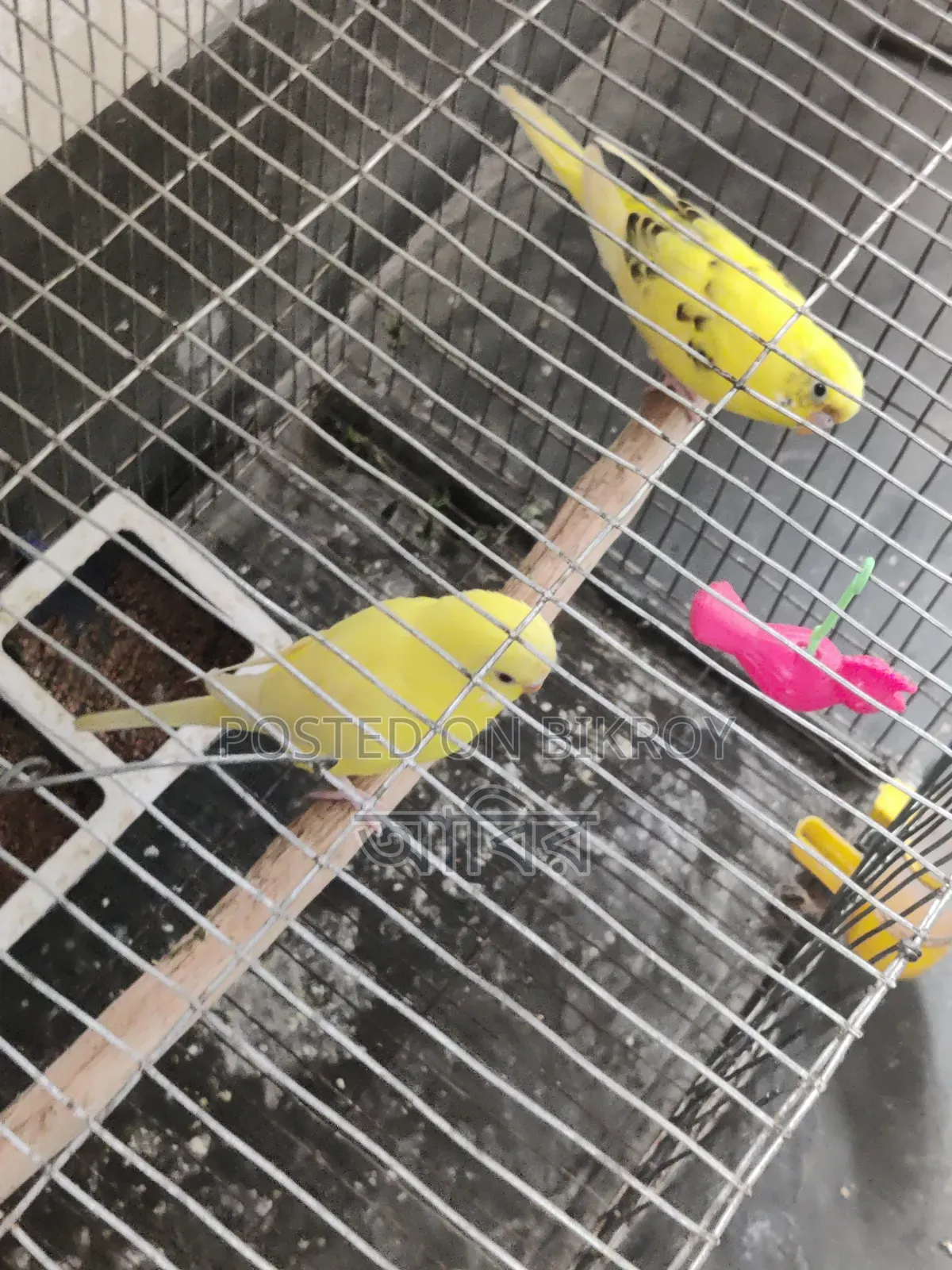 Completely healthy and active bird. If you want to buy, inbox quickly.