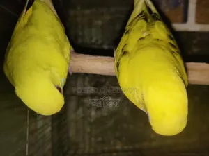 Completely healthy and active bird. If you want to buy, inbox quickly.