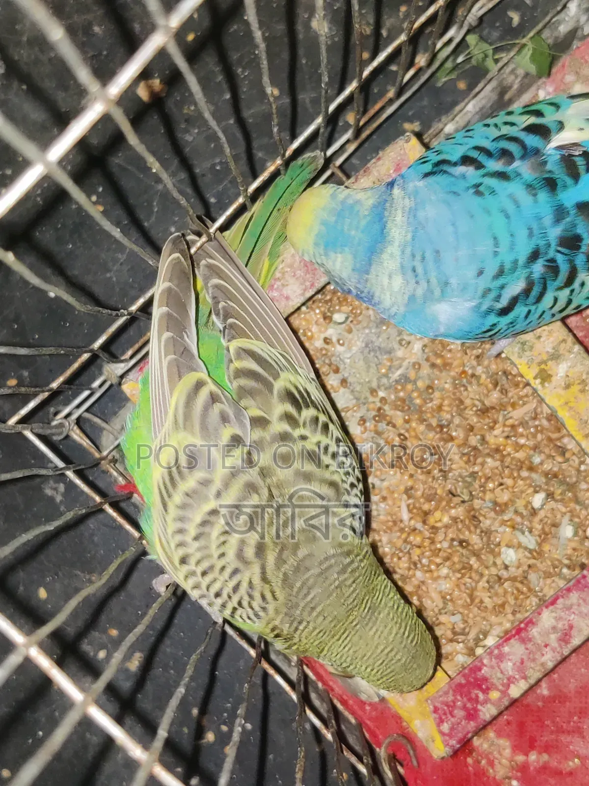 Completely healthy and active bird. If you want to buy, inbox quickly.