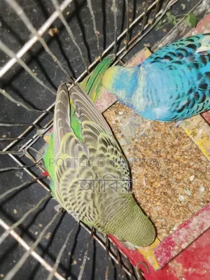 Completely healthy and active bird. If you want to buy, inbox quickly.