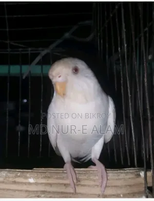 এলবিনো বাজিরিকার (ফিমেল)