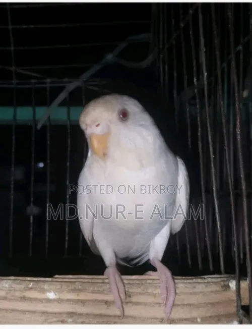 এলবিনো বাজিরিকার (ফিমেল)