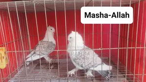 Jhorna Satin Adult Pair