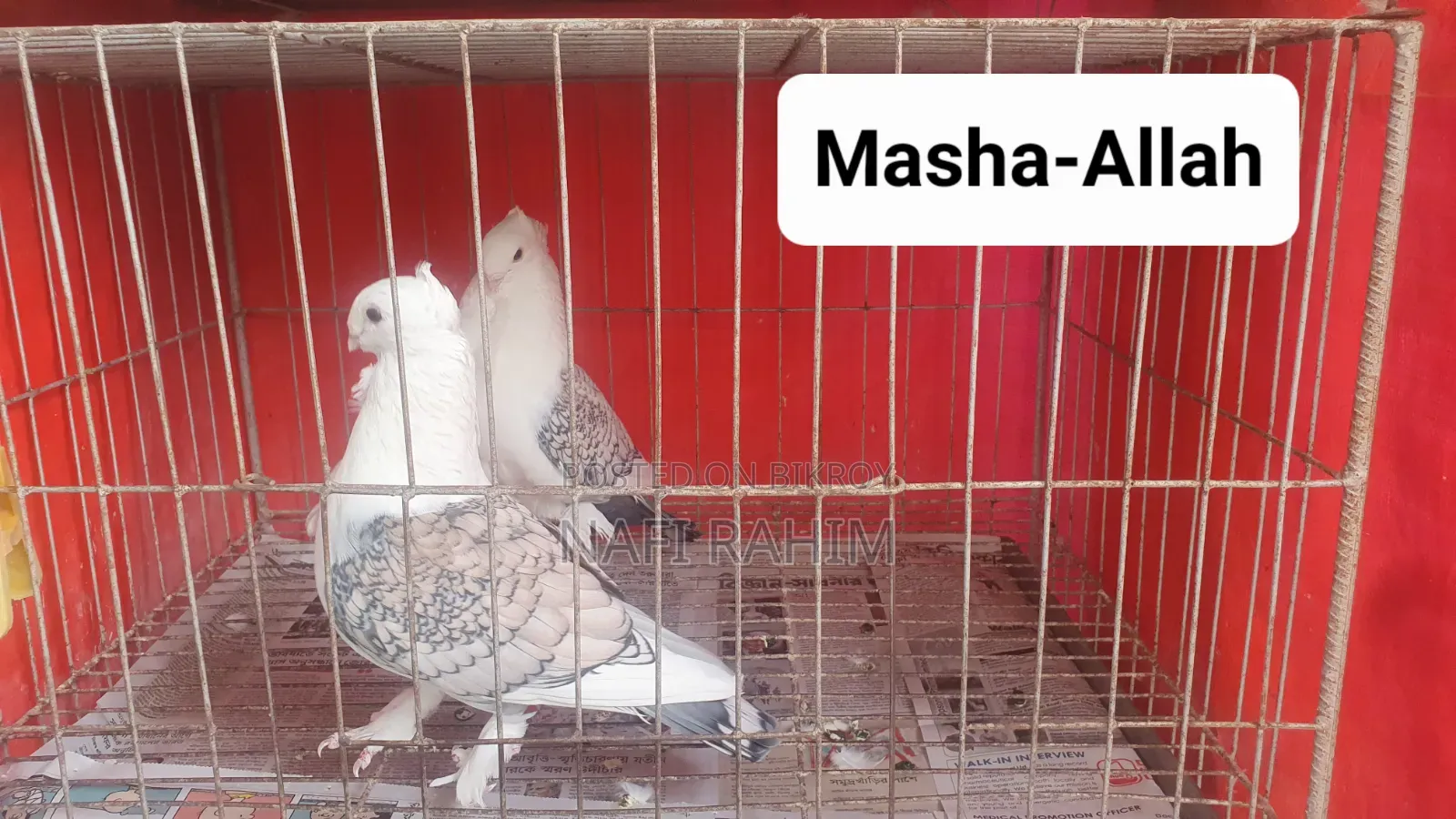 Jhorna Satin Adult Pair