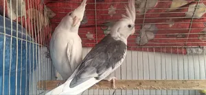Cockatiel Bird