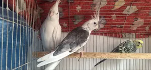 Cockatiel Bird
