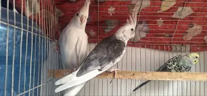 Cockatiel Bird