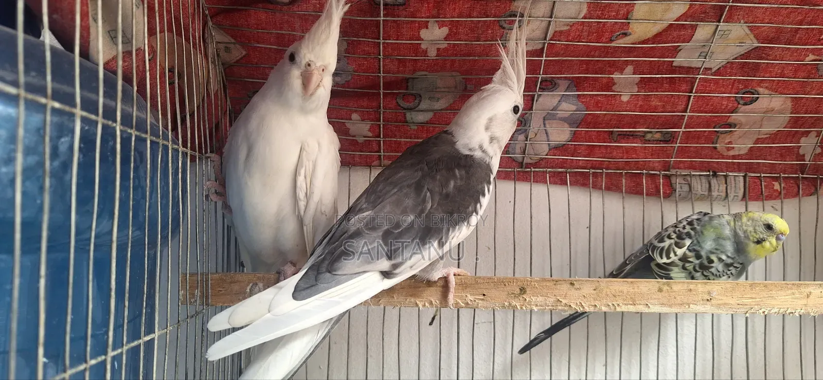 Cockatiel Bird