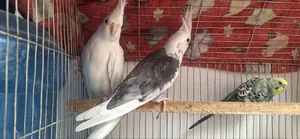 Cockatiel Bird