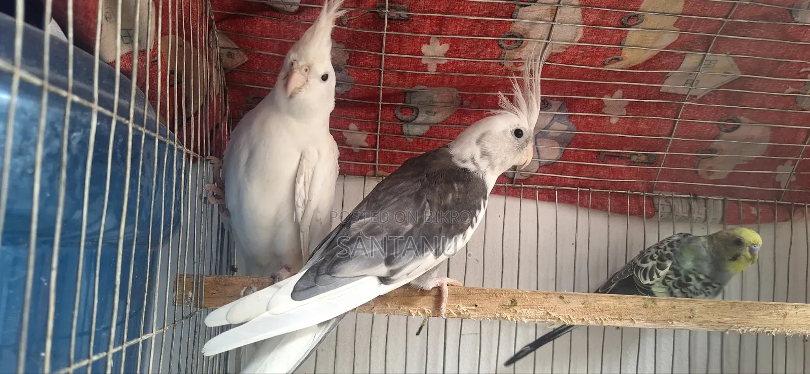 Cockatiel Bird
