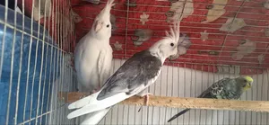 Cockatiel Bird