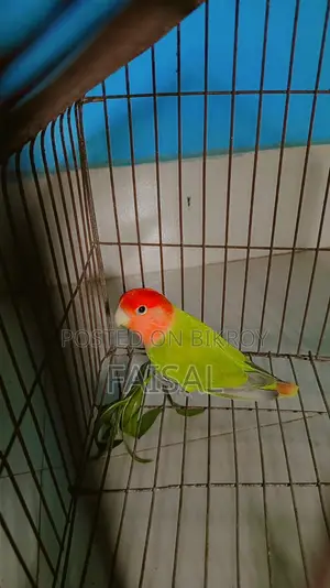 লাভ বার্ড মাদী