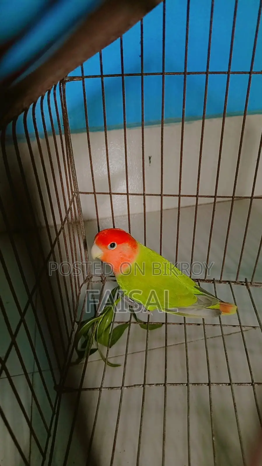 লাভ বার্ড মাদী