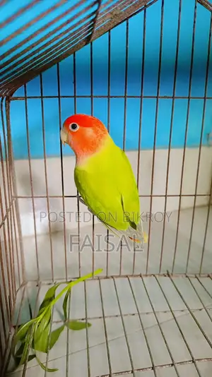 লাভ বার্ড মাদী