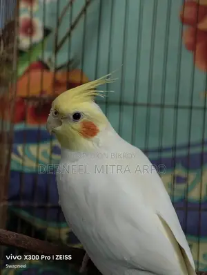 Cockatiel