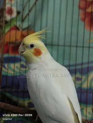 Cockatiel