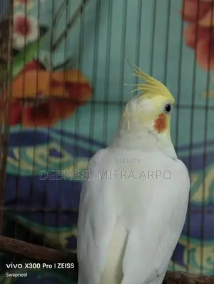 Cockatiel