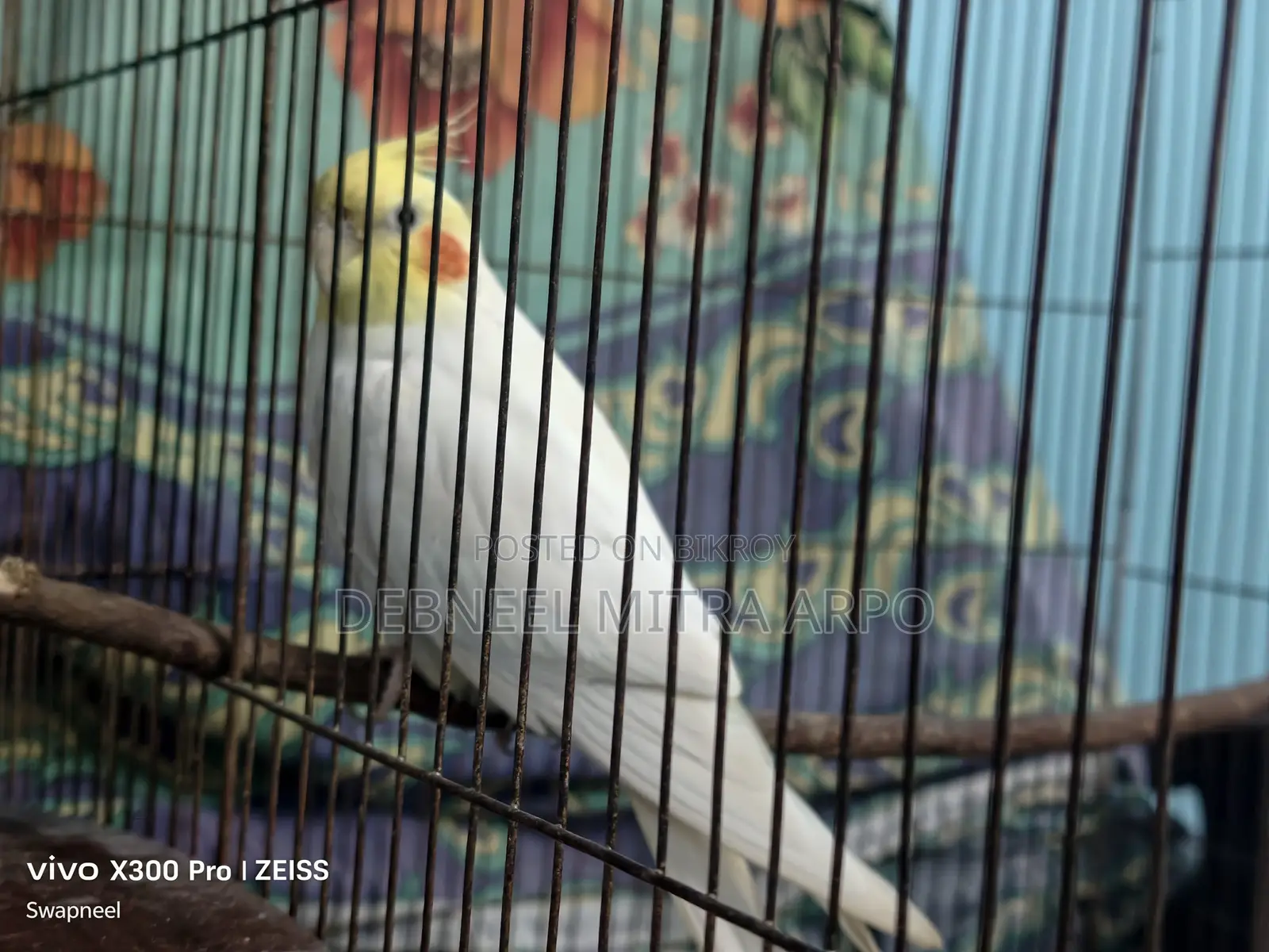 Cockatiel