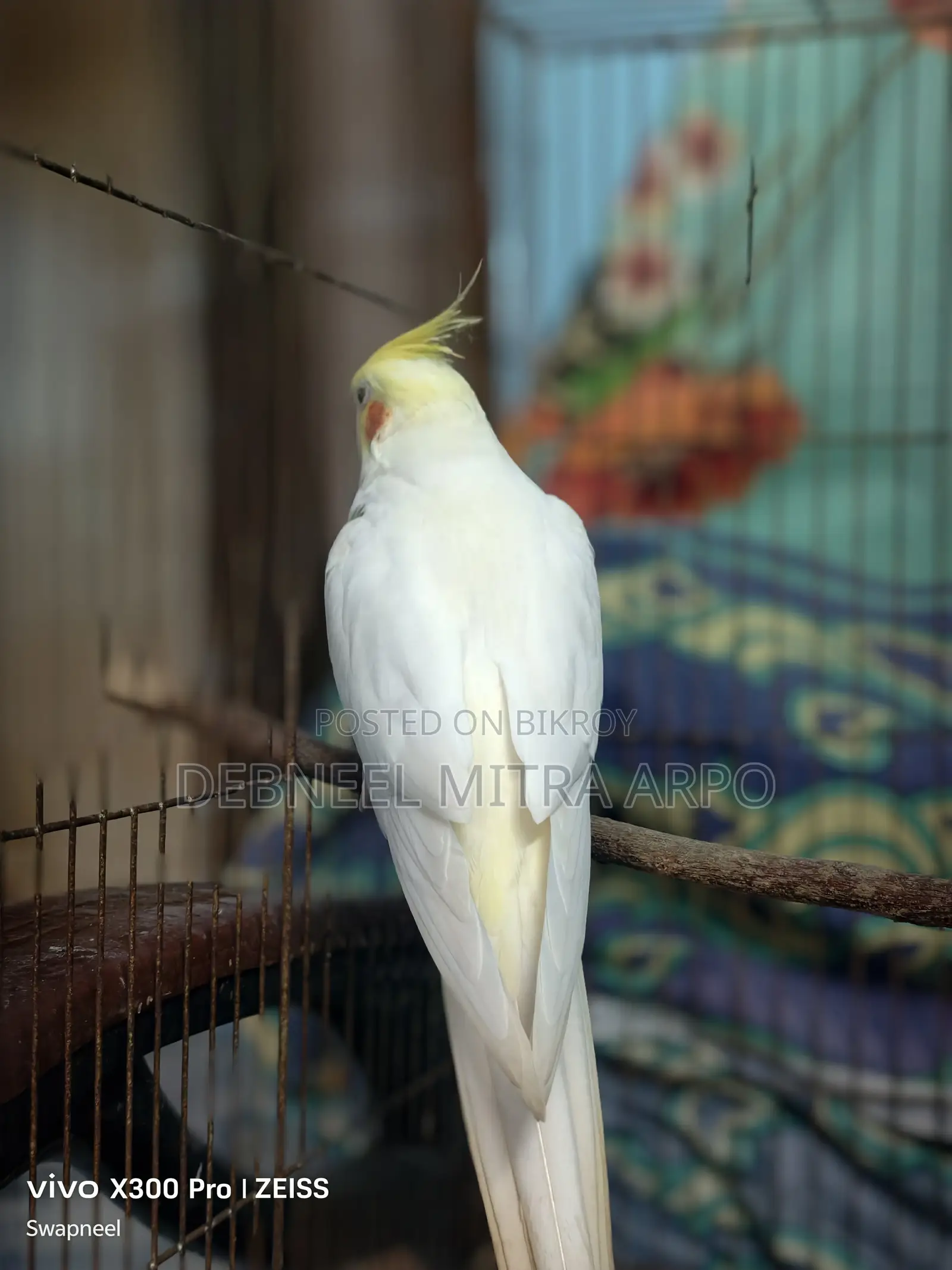 Cockatiel