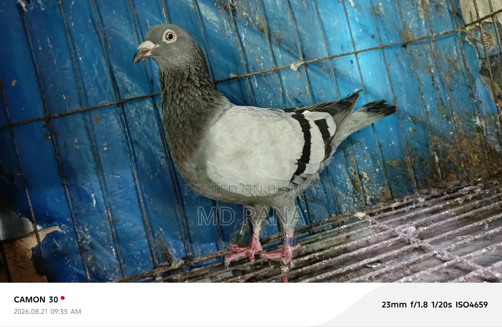 Two Veggie Homa Madi Pigeons for Sale