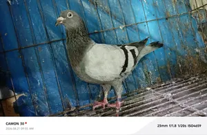 Two Veggie Homa Madi Pigeons for Sale