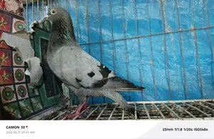 Two Veggie Homa Madi Pigeons for Sale