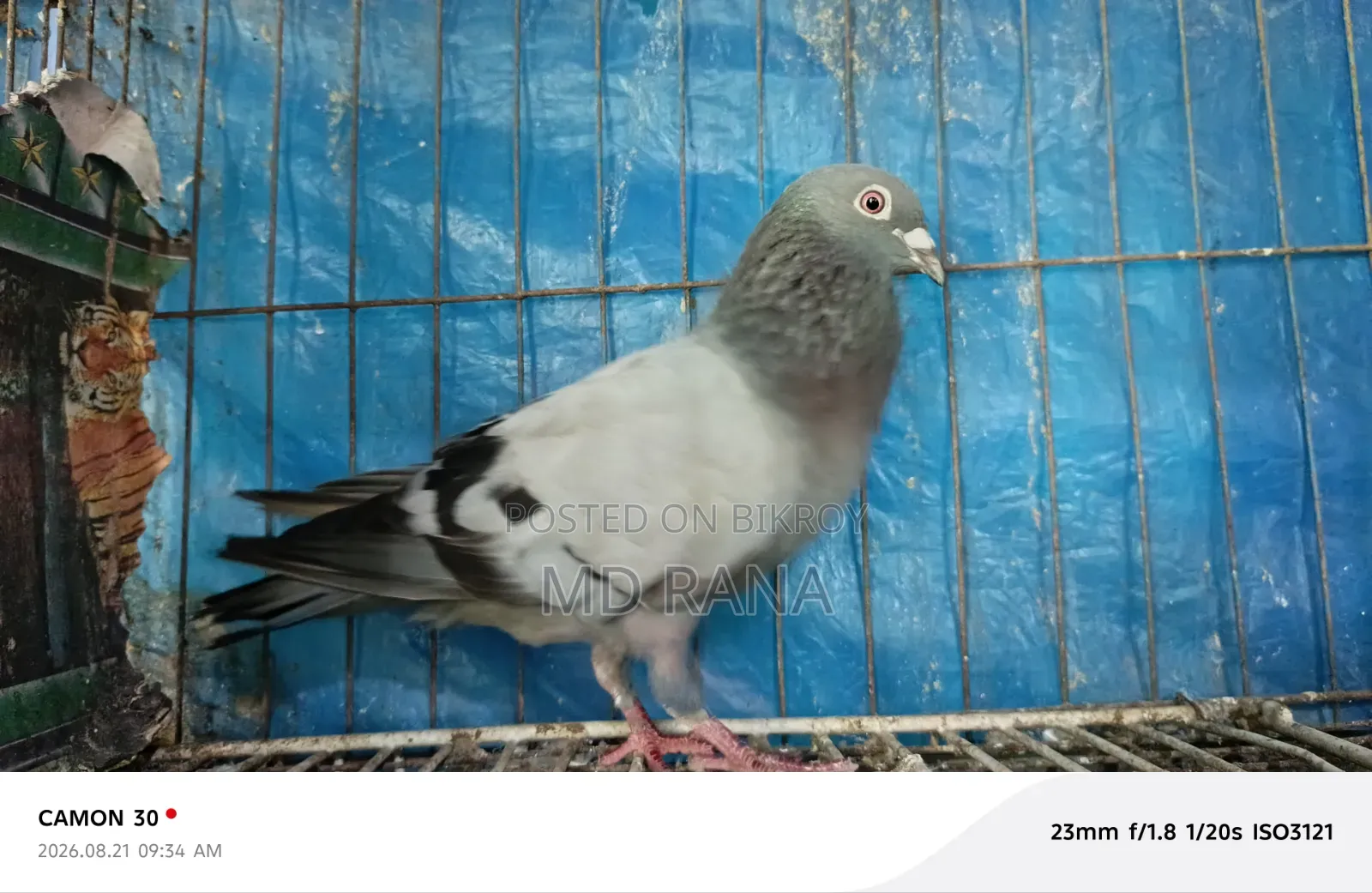 Two Veggie Homa Madi Pigeons for Sale