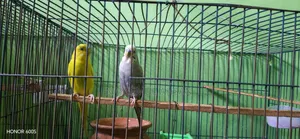 দুইটি বাচ্চা সহ বাজিগর জোড়া