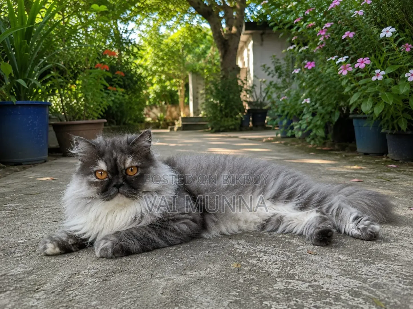 6-12 Months Female Purebred Exotic