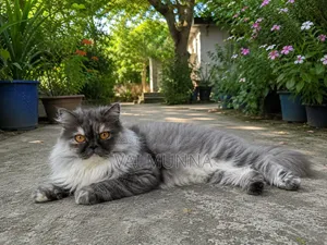 6-12 Months Female Purebred Exotic
