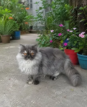 6-12 Months Female Purebred Exotic