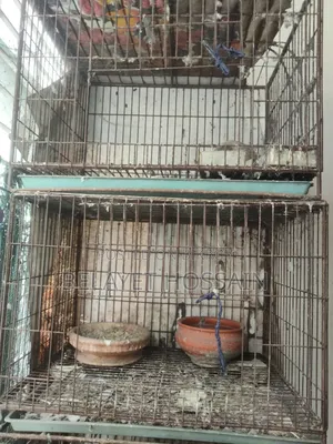 আব্দুল্লাহ হোসেন লাবিব।
