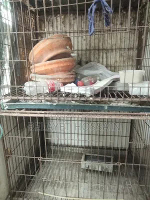 আব্দুল্লাহ হোসেন লাবিব।