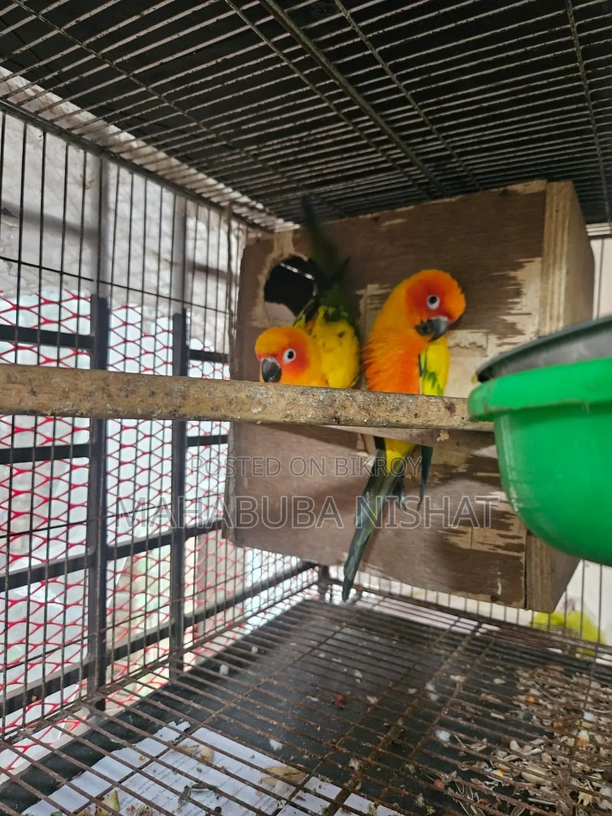 1 Pair of Sun Conure