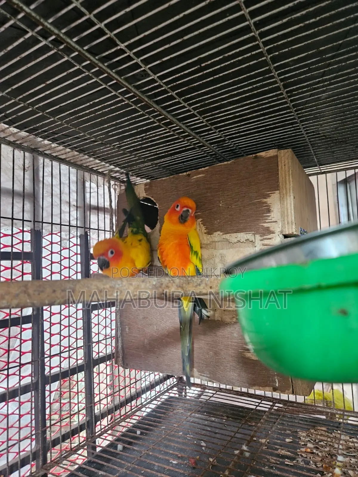 1 Pair of Sun Conure