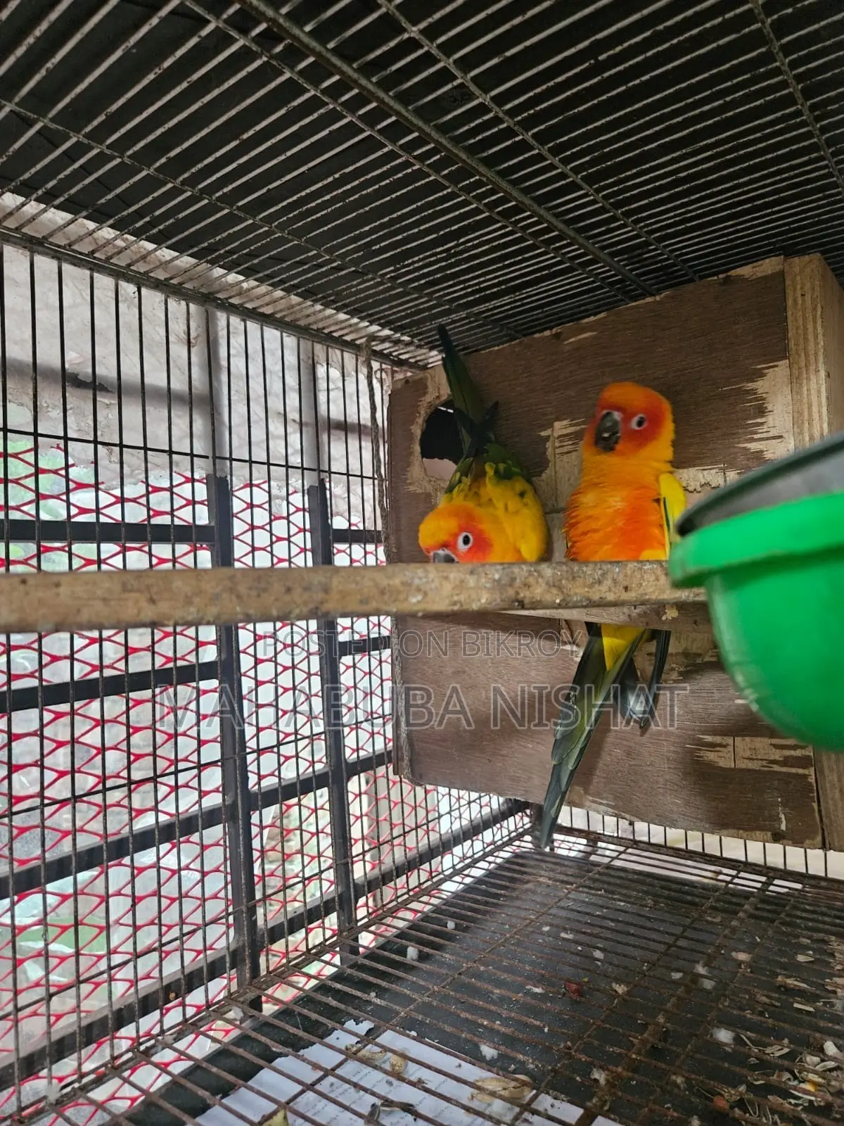 1 Pair of Sun Conure